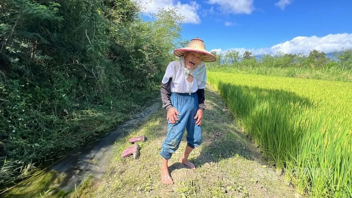 從牛耕走到機具  91歲羅茂祥風雨無阻下田  